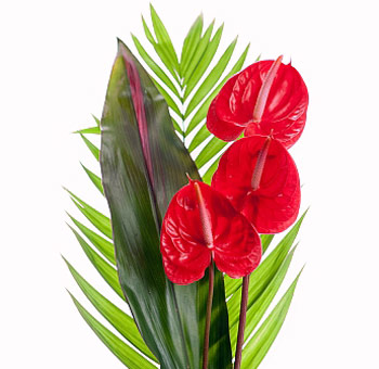 Anthurium centerpiece with three red anthuriums and palm leaves.