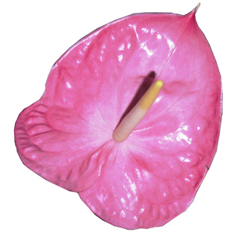 Pink Anthurium Medium Tone - Large - 4.75 in