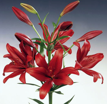 asiatic lily wedding flowers