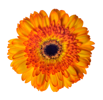 Yellow Gerber Daisy Orange Bicolor