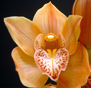 Peach Orchid