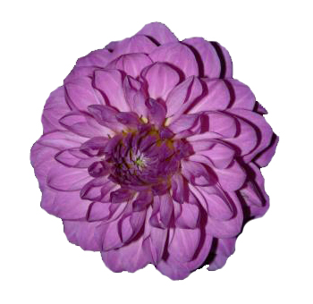 Purple Dahlia Flower