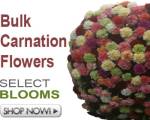 Billybuttons Flowers on Wholesale Flowers And Wholesale Wedding Flowers To You  Bulk Flowers