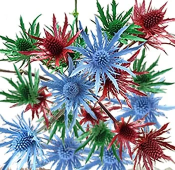 Eryngium Christmas centerpieces, a festive blend of blue thistle, pine, and holiday ornaments.