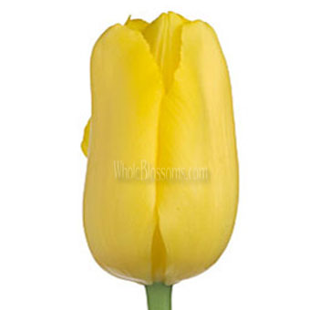 French Tulip Yellow Flowers