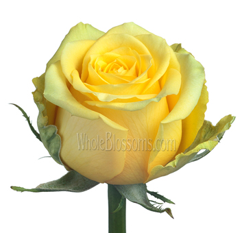 High & Exotic Bright Yellow Rose