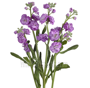 Lavender Stock Flower