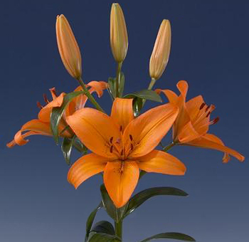 orange-asiatic-lilies