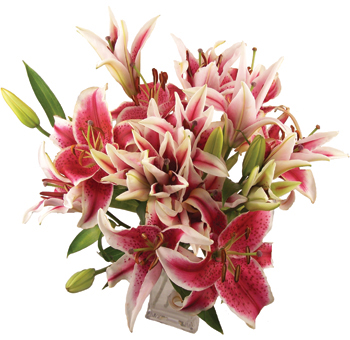 asiatic lily wedding flowers