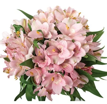 Bulk wholesale pink alstroemeria, brightening up the room at a festive event.