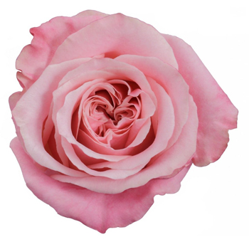 Pink Garden Roses - Art Deco
