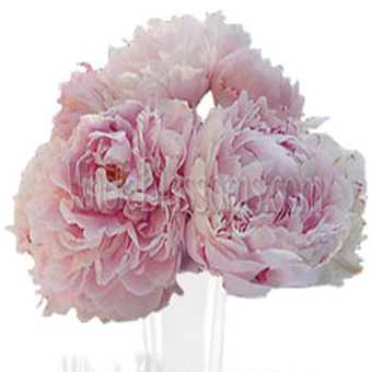Pink Peonies Wedding Flowers