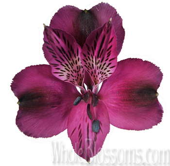 purple-alstroemeria-flower