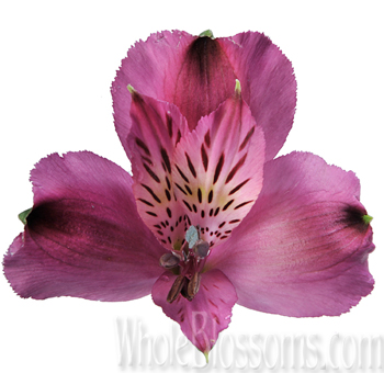 purple-alstroemeria-flowers