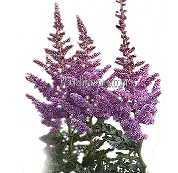 Wholesale Astilbe Lavender Purple Flower
