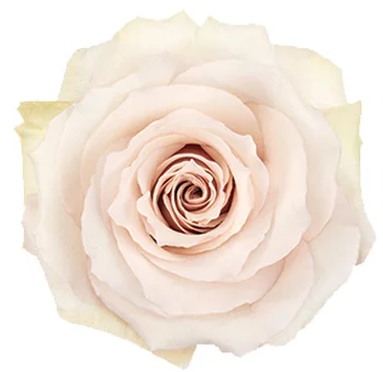 Elegant Quicksand Rose, showcasing sandy pink hues, ideal for adding sophistication to events and gifts.