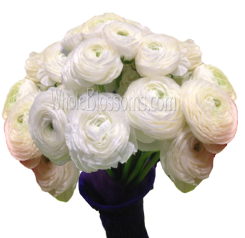 White Ranunculus Flower