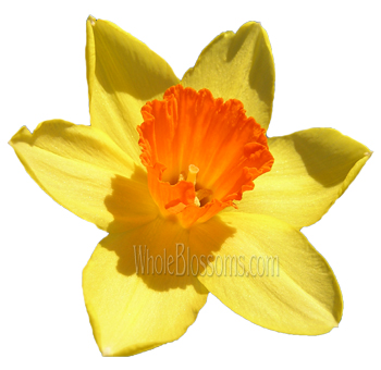 Yellow Daffodil - Red Lip