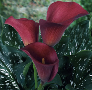 mothers day flowers lilies. Calla Lilies Red Pulse Flower
