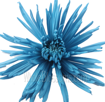 Spider Mums Turquoise Airbrushed