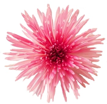Spider Mums Bicolor Pink Airbrushed