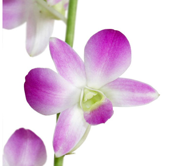 Purple Dendrobium Orchids Bicolor