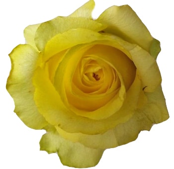 Tara Yellow Biological Roses