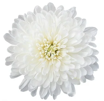 White Cremon Disbud Mums adding elegance and sophistication to wedding floral arrangements.