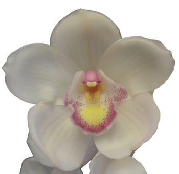 White Cymbidium Orchid with Pink / Yellow Lip