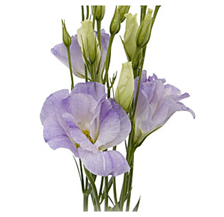 wholesale-Lisianthus-lavender