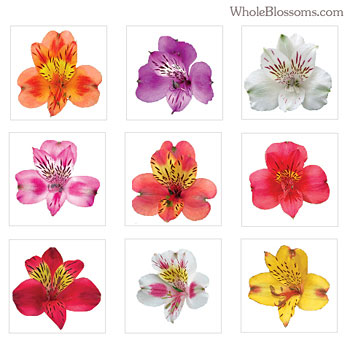 Your choice of alstroemeria color, personalizing your wedding bouquet for a unique touch.