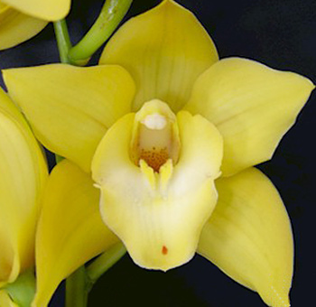 Yellow Cymbidium Orchid Clear Lip
