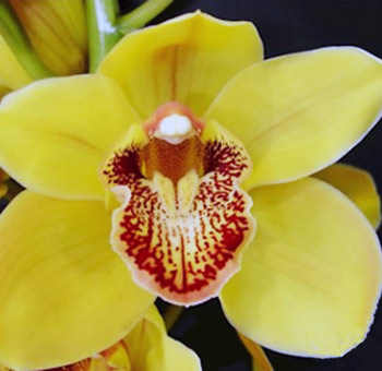 Yellow Cymbidium Orchids