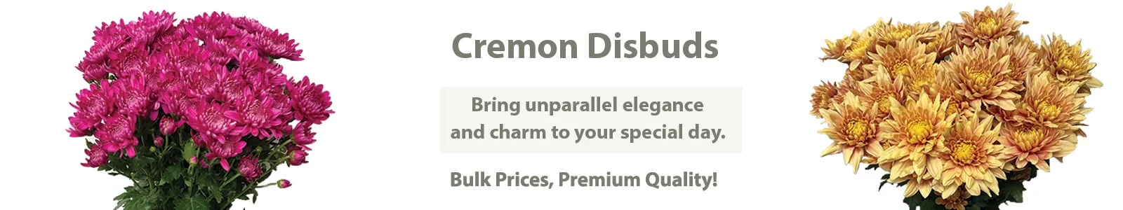 Cremon Disbuds for weddings, adding a touch of elegance and charm to wedding floral arrangements.