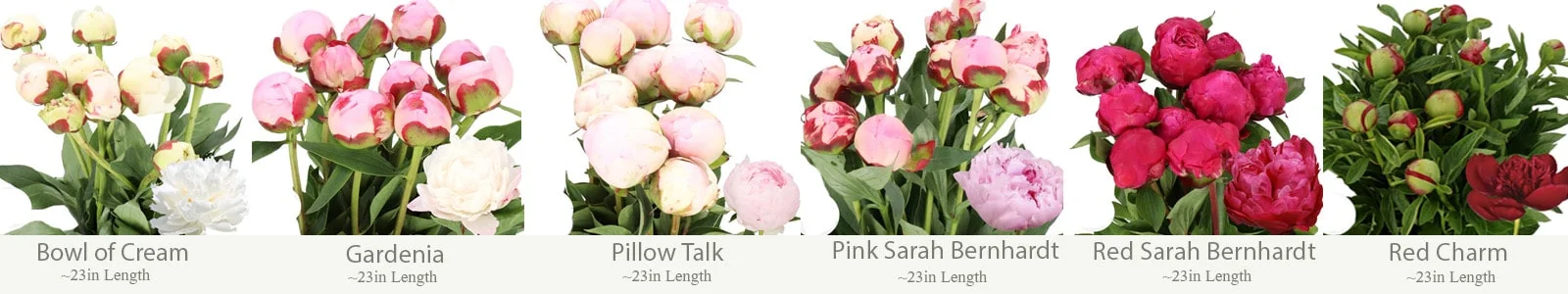 Whole Blossoms' fresh, vibrant wholesale peonies - perfect for elevating wedding and event ambiance.