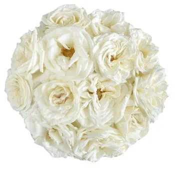 Jeanne Moreau Pure Light White Garden Roses