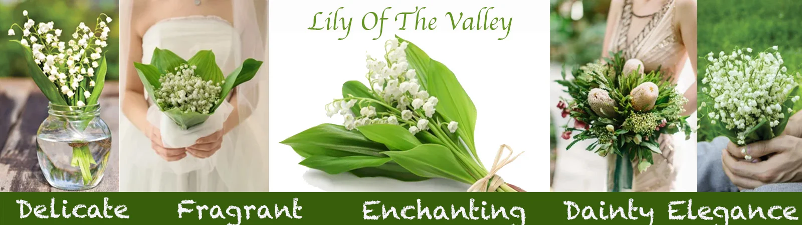 Lily Of The Valley Near Me