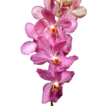 Jaguar Pink Mokara Orchid with vibrant pink petals and exotic patterns, perfect for weddings, gifts, and elegant floral displays.