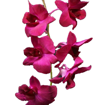 Elegant Dendrobium Plum Purple Orchids with vibrant petals, perfect for wedding flowers, event decor, and premium floral designs.