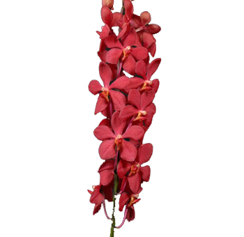 Vibrant Red Mokara Orchids with bold tropical flair, ideal for weddings, premium events, and wholesale floral arrangements.