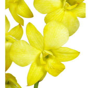 Bright yellow dyed Dendrobium orchids with radiant tones, ideal for cheerful wedding décor, centerpieces, and festive arrangements.