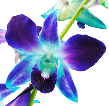 Dyed blue Dendrobium orchids with vivid tropical tones, perfect for weddings, events, or elegant floral arrangements.