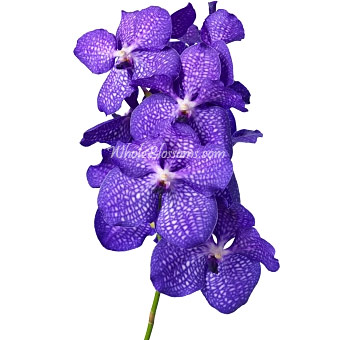 Striking Blue Vanda Orchid with purple hue brings bold elegance and exotic charm to weddings, gifts, and luxury floral designs.