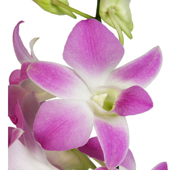 Soft pink and white dendrobium orchids with delicate form, perfect for weddings, gifts, and event arrangements.
