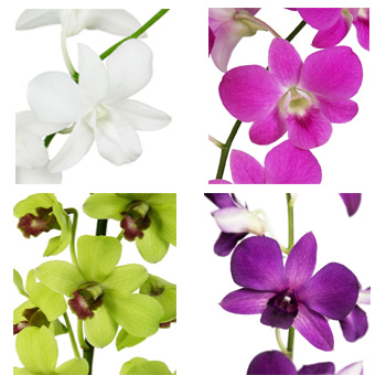 Assorted dendrobium orchids with tropical tones, perfect for weddings, gifts, and exotic floral décor.
