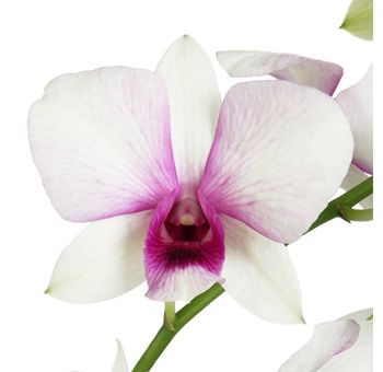 White dendrobium orchids accented by vivid hot pink lips, perfect for weddings, events, and affordable wholesale bouquets.