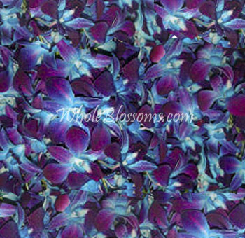 Dyed blue dendrobium blooms with striking hues, ideal for weddings, events, and bold floral styling.