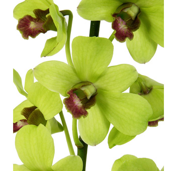 Exotic jade dendrobium orchids with soft green tones, ideal for tropical weddings and elegant floral displays.