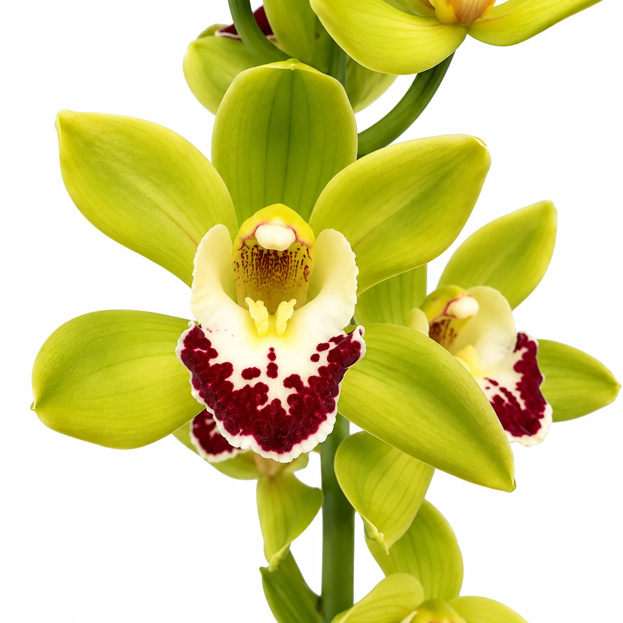Fresh green mini Cymbidium orchids for wholesale floral arrangements, wedding bouquets and elegant event décor