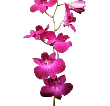 Hot pink dendrobium orchids with tropical beauty, ideal for weddings, luxury arrangements, and exotic floral events.